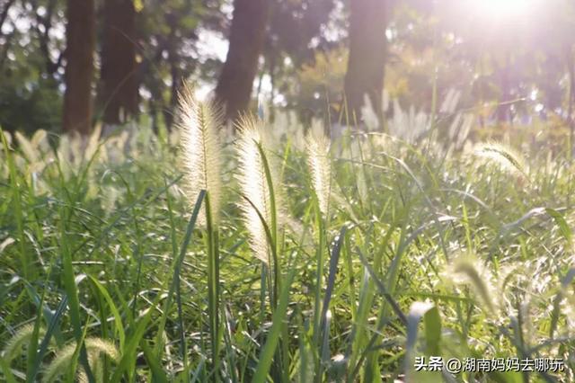1小时直达！长沙藏了片“狗尾巴草秘境”，免费露营+玩水，人少景美，错过等一年！