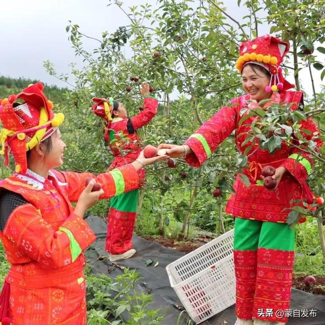 登芳华天梯，享苹果盛宴！来蒙自开启甜蜜激情秋日之约→