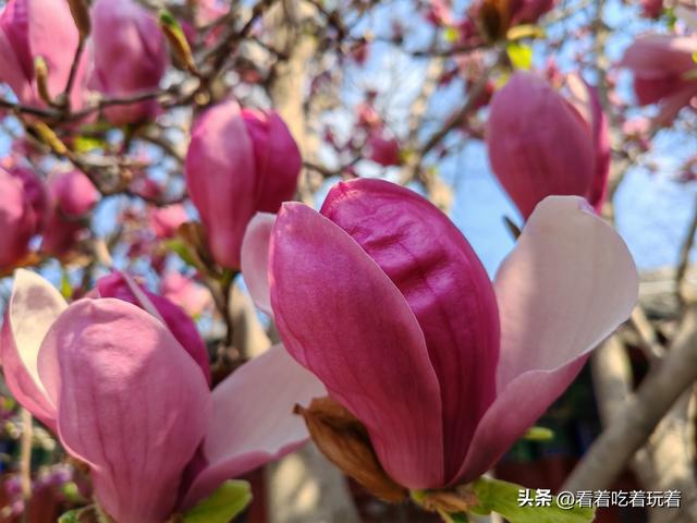 北京公园赏花记