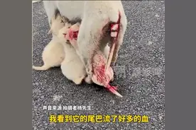 狗妈妈尾巴被车压断血流不止，忍着剧痛站立让小狗吃奶，拍摄者：已经送去宠物医院治疗图片