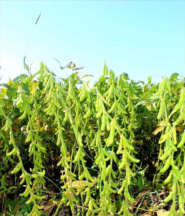 终于低下高贵头颅，美国公开表示：若中国要大豆，希望先找美国