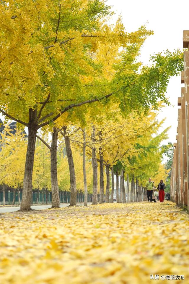 德阳冬季的“顶流”来了！错过等一年……