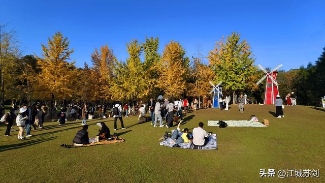 银杏黄时，解放公园把武汉秋天压成一枚金色书签