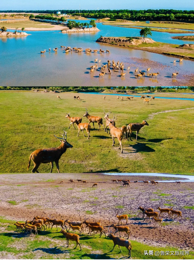 盐城秋日封神攻略：解锁东方湿地的诗意与壮阔