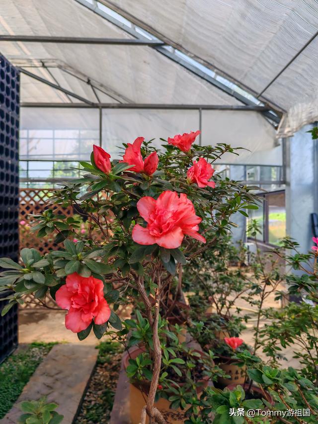 开着房车去流浪：打卡湖南省植物园