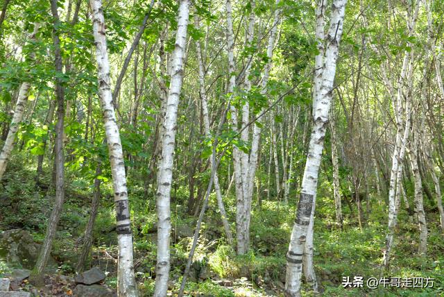 河北百草畔（上）：风动孤石悬险韵，蚁巡深岭蕴生机