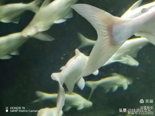 查新年||首次游览曲江海洋馆