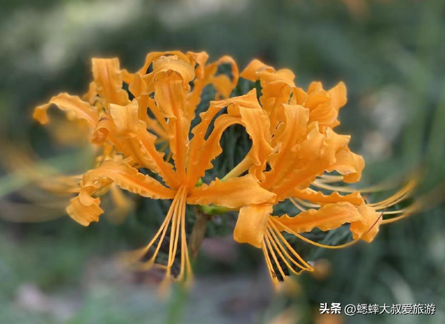 杭州顶流石蒜花正式开赏，六大区域一展览，可满足秋日梦幻之行！