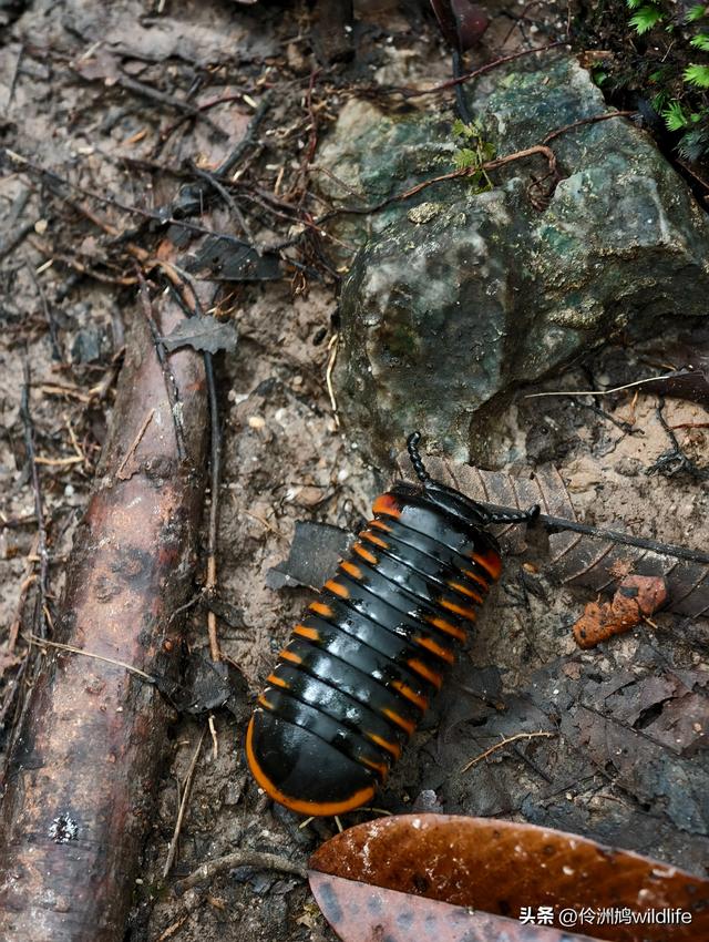马来西亚(30)砂拉越州④姆鲁山徒步线路