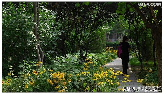 山东行游影记（17）—济南山东大学（四）