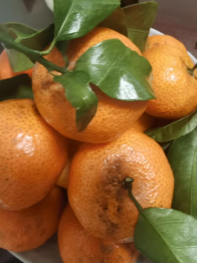 菠菜和花胶可以同吃吗 2025年菠菜可以和花胶一起吃吗