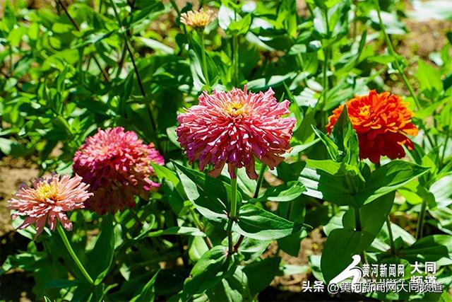 大同：以“清凉夏都”之名，邀您共赴夏日清爽之约