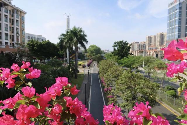 龙岗秋冬浪漫打卡指南来了！瀑布花海、空中花路…这份粉色攻略快收好！