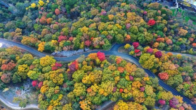跟着赛事游随县丨大洪山顶级赏秋地更新！银杏最佳观赏期已到！