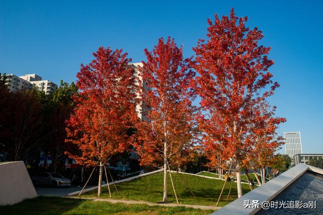 在正太广场，捡一片秋，装下整个城市的温柔！