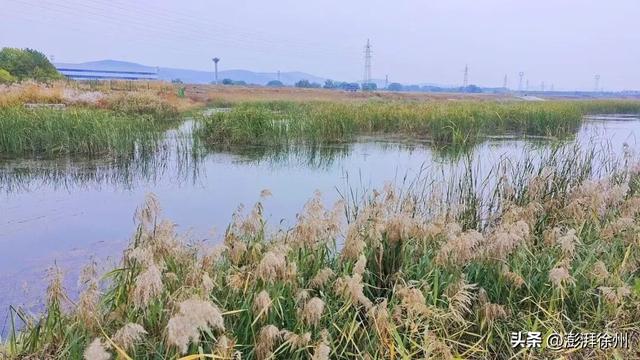 寻美薛城丨自然之美！初冬的芦苇花，蟠龙河畔一道亮丽的风景线！