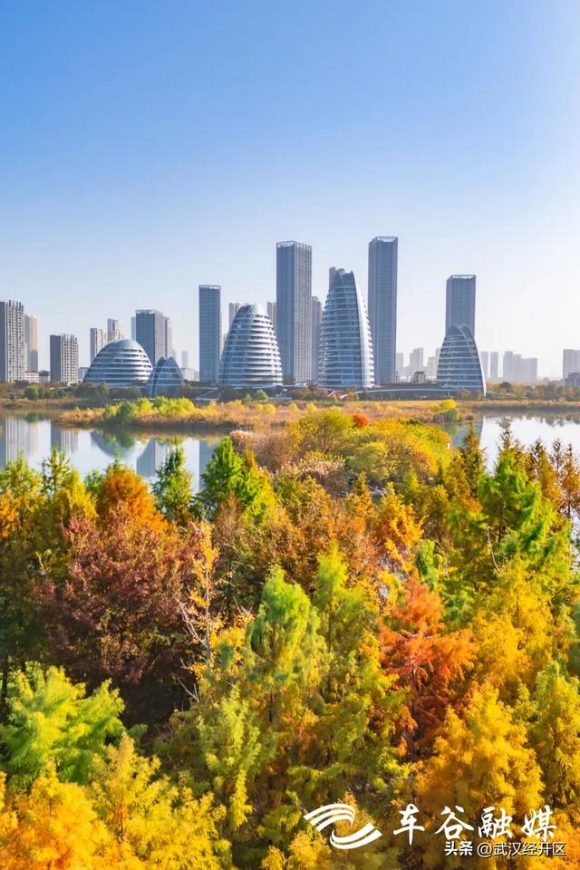 橙黄橘绿时 武汉经开区斑斓如画