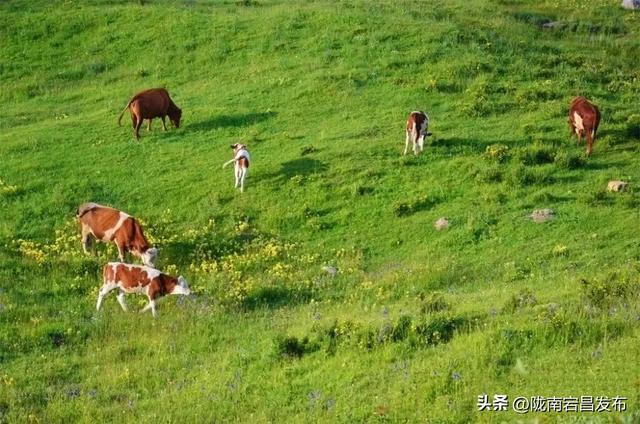 3A景区+1！大美宕昌等你来