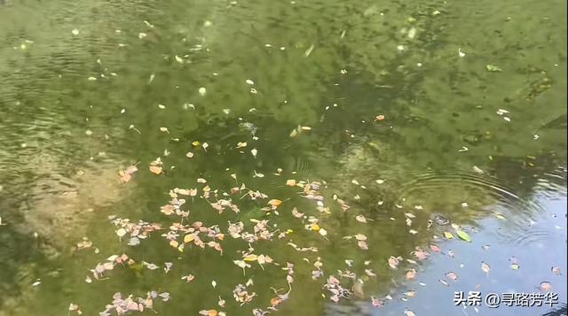 秋日徒步穿越大墩峡,看落叶纷纷