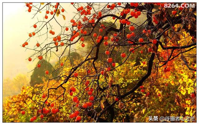 山东行游影记（193）—青州仰天山柿子沟（一）