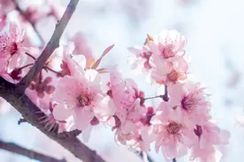 接下来的呼和浩特超美！春日赏花时间表及攻略来啦！图片