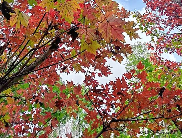 成都最美的枫叶公园，已惊艳上线，都不要门票，地铁公交车直达！