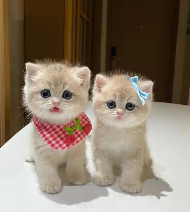 三个月狂赚90万！这家公司把中药喂给宠物，竟在海外卖疯了！