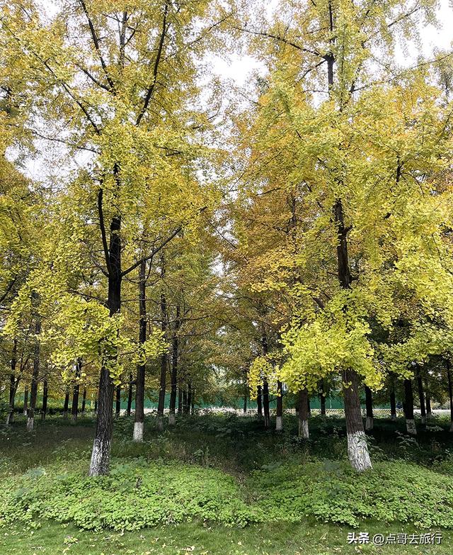 成都市区最大银杏林，金黄如海超壮观，不要门票，地铁公交直达！