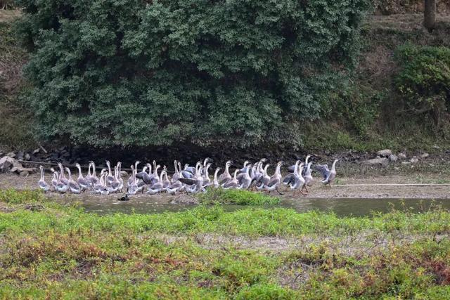 一览惠州“小洱海”湖光山色！磨房60公里徒步活动报名中→