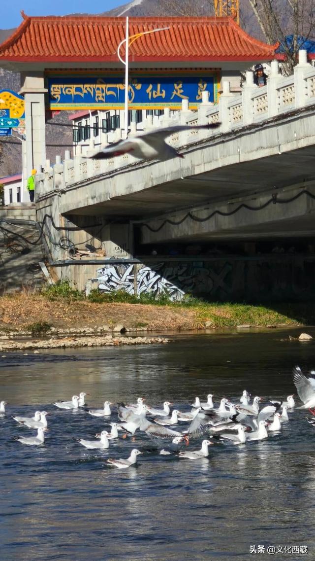 拍爽了！在拉萨的朋友，马上去这里！免费！