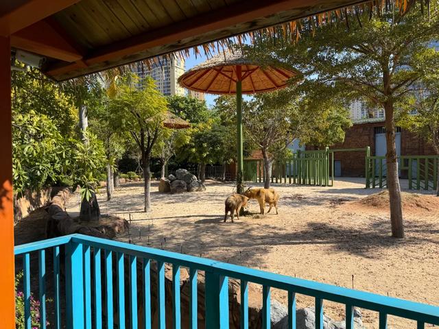 好“牛”！国宝顶流，厦门首展！送票→