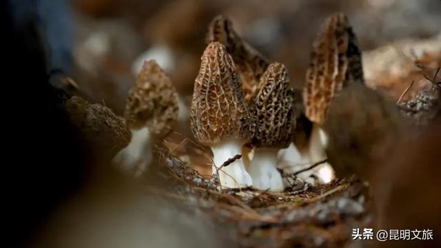 别再问昆明哪里能摘草莓了!收下这份采摘地图,直接抄作业→