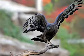 蛇类的6大天敌，吃毒蛇就像吃辣条，看它们如何高智商猎蛇的？图片