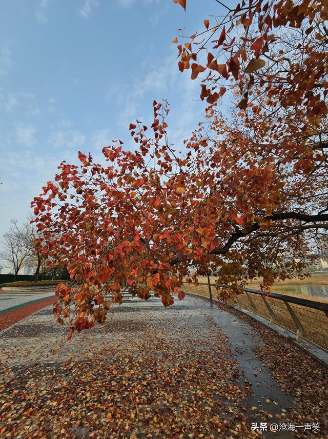 美了醉了爱了乌桕，深秋神奇神秘乌桕，美色美丽美景，一往情深!