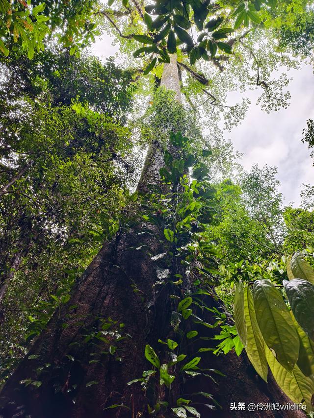 马来西亚(31)砂拉越州⑤姆鲁山canopy树冠高空漫游