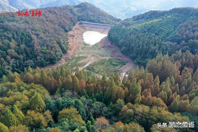 金黄耀眼的金钱松林间，隐逸的城墙如长城，有何秘密？