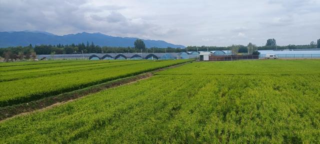 最美曙光里稻田