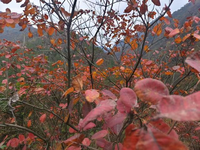 卢慧君: 早阳赏红叶