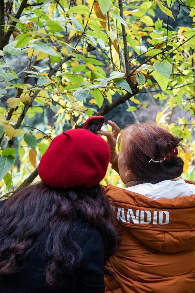 元旦迎最佳观赏期！重庆这里的腊梅开始飘香→