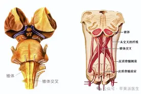 神经解剖中的主要交叉与临床联系图片