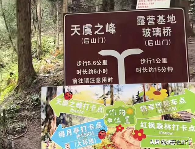 四川又一高山杜鹃惊艳了，刚好进盛花期，云海中的花园，非常唯美