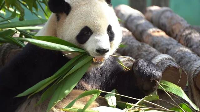福利上新！哈尔滨太阳岛大熊猫馆联票上线啦