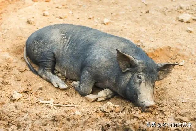 养殖母猪有窍门，6大技巧助你轻松年赚60万，你想知道吗？