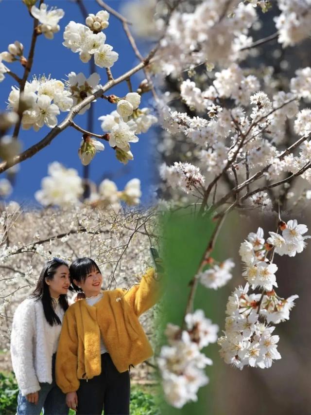 花开陇南，春风十里等你来