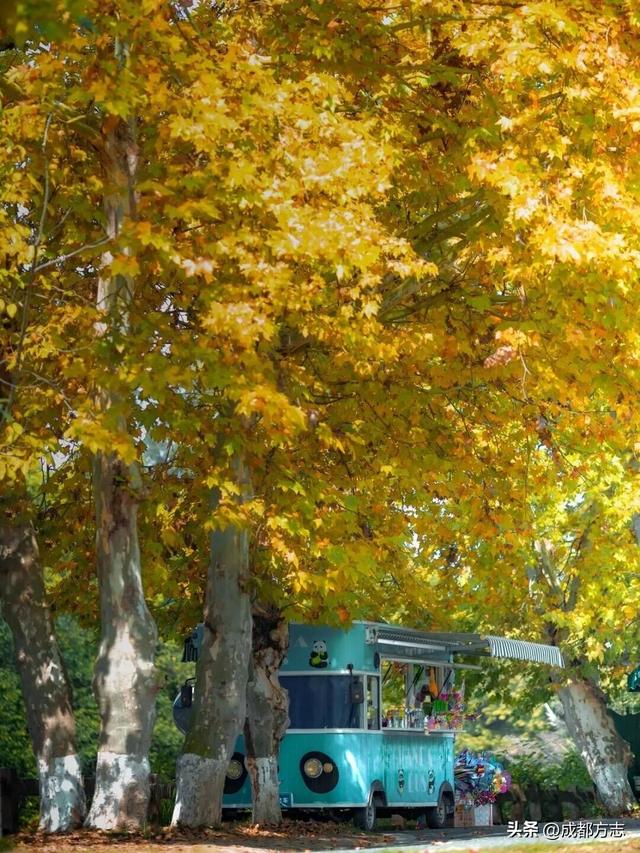 成都初冬的“人气王”竟是它？梧桐大道美到让人不想走！