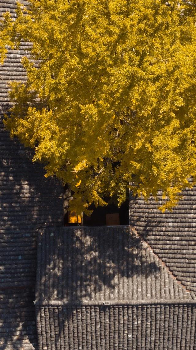 就在本周，银杏村绝美！错过再等一年！