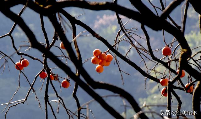 贵州贵阳乌当区的柿子和彩林，体验初冬之韵