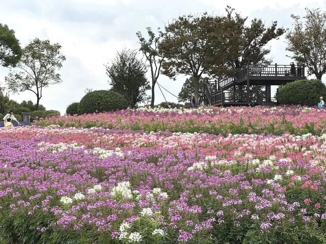 艺术花展、篝火露营、田园美食……上海郊野这些限定精彩别错过→