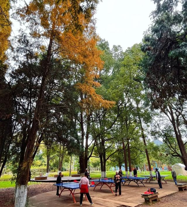 银杏拍照指南！10个出片宝藏地+3个手工教程，手把手教你出片！