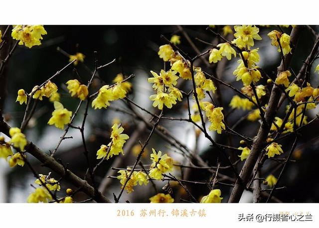江南古镇行游影记（40）—锦溪古镇（七）